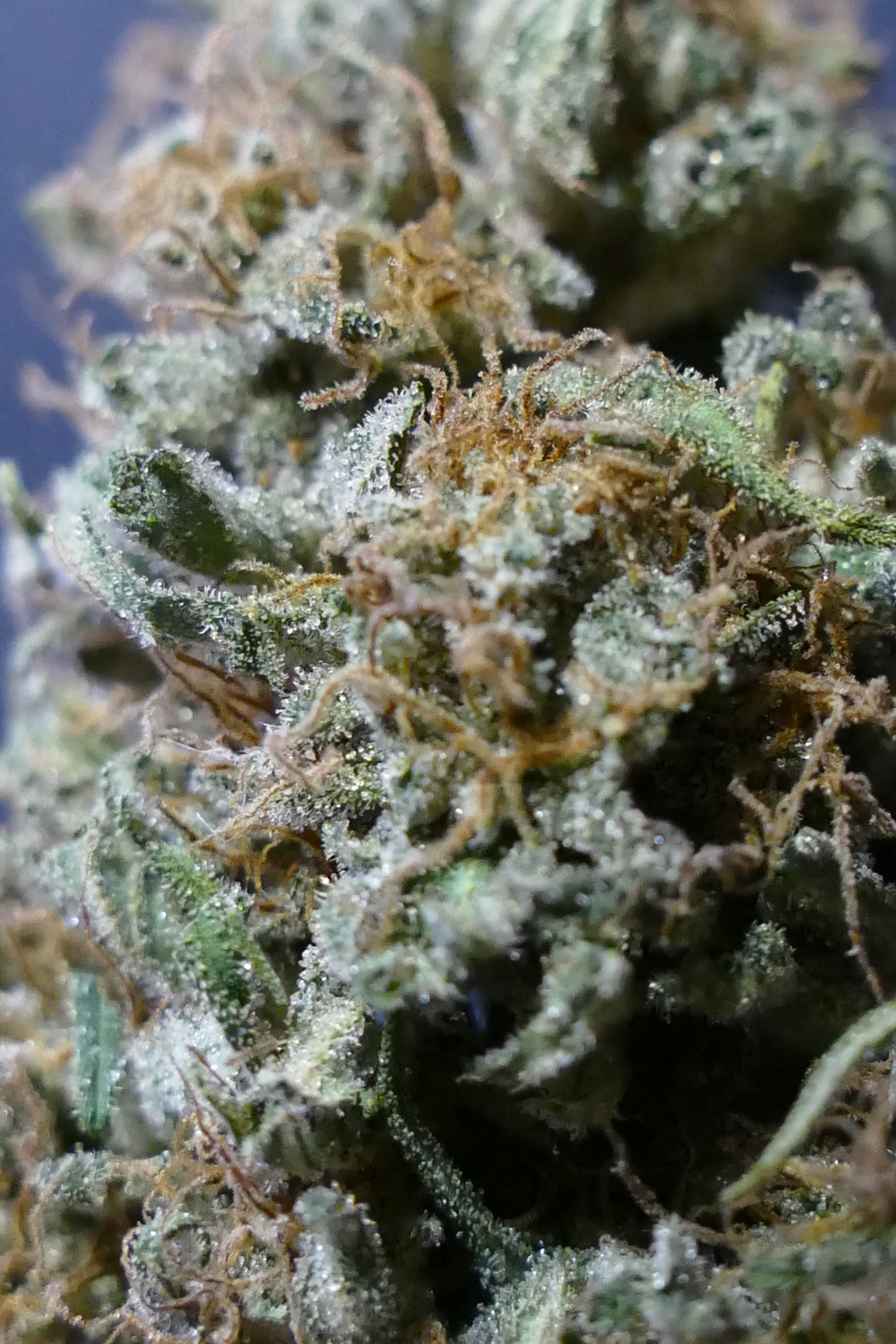 Strawnana OG - photo 2