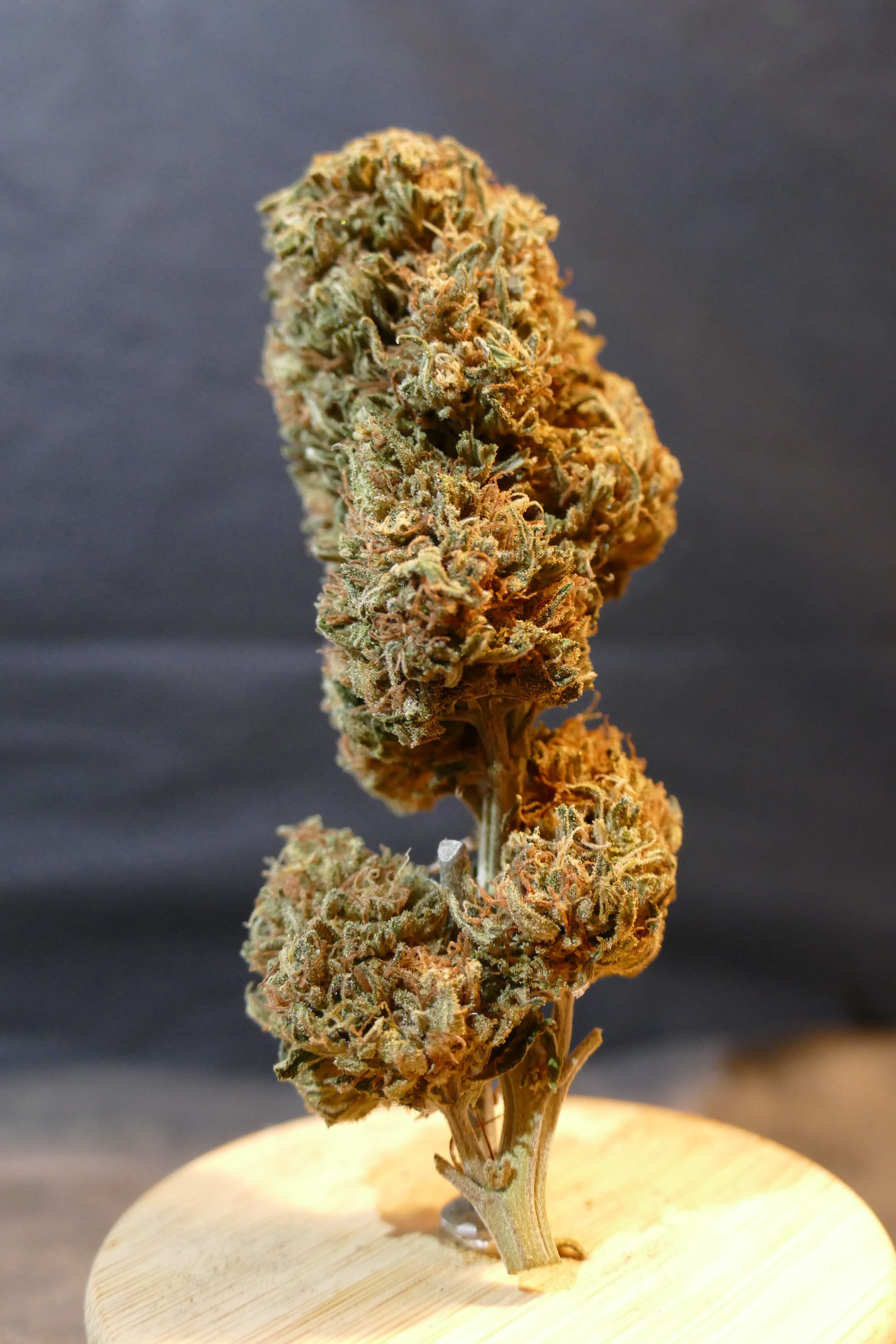 Platinium Panther - photo 1