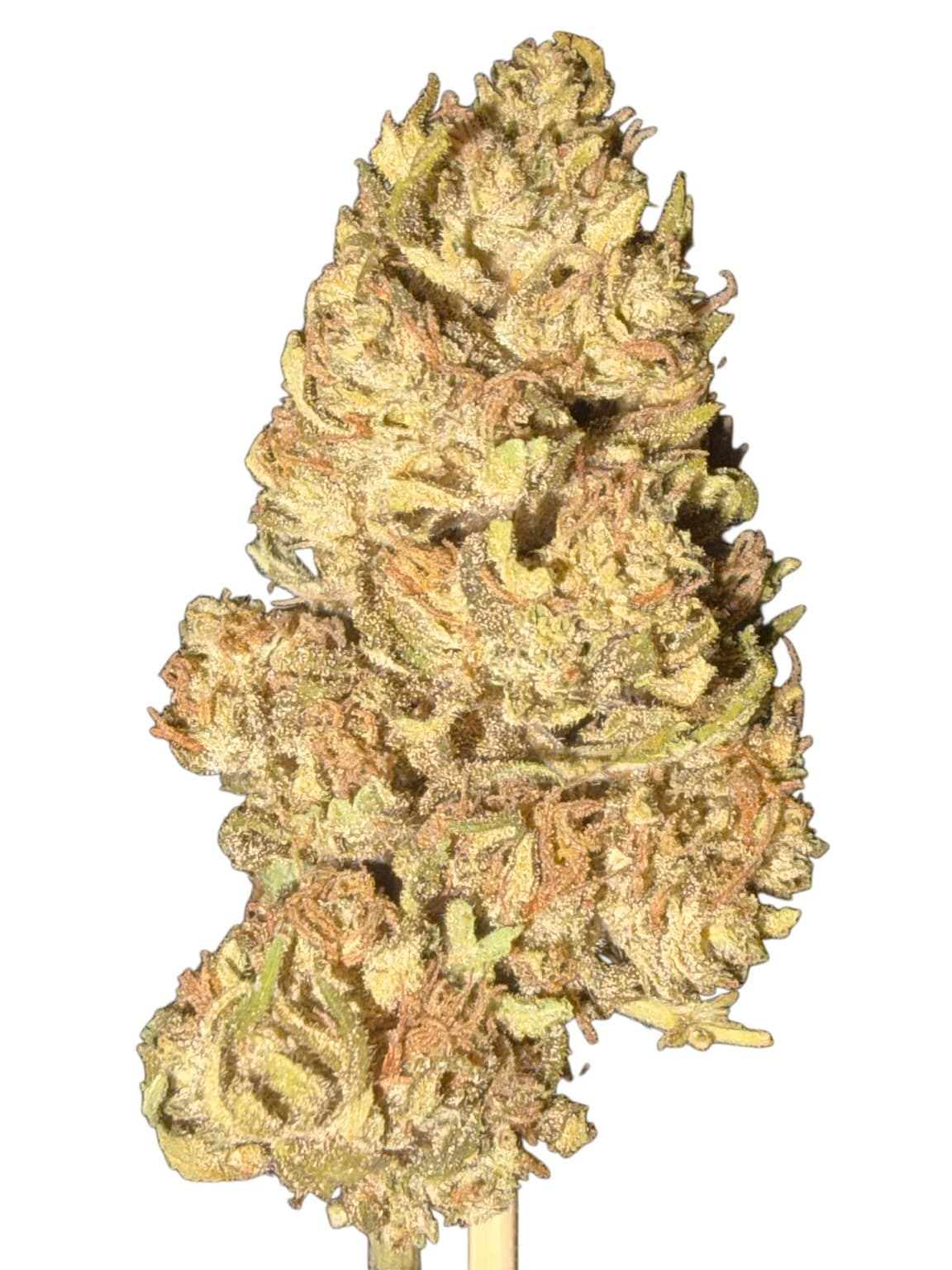 Fruity CBG — Le Potagéant