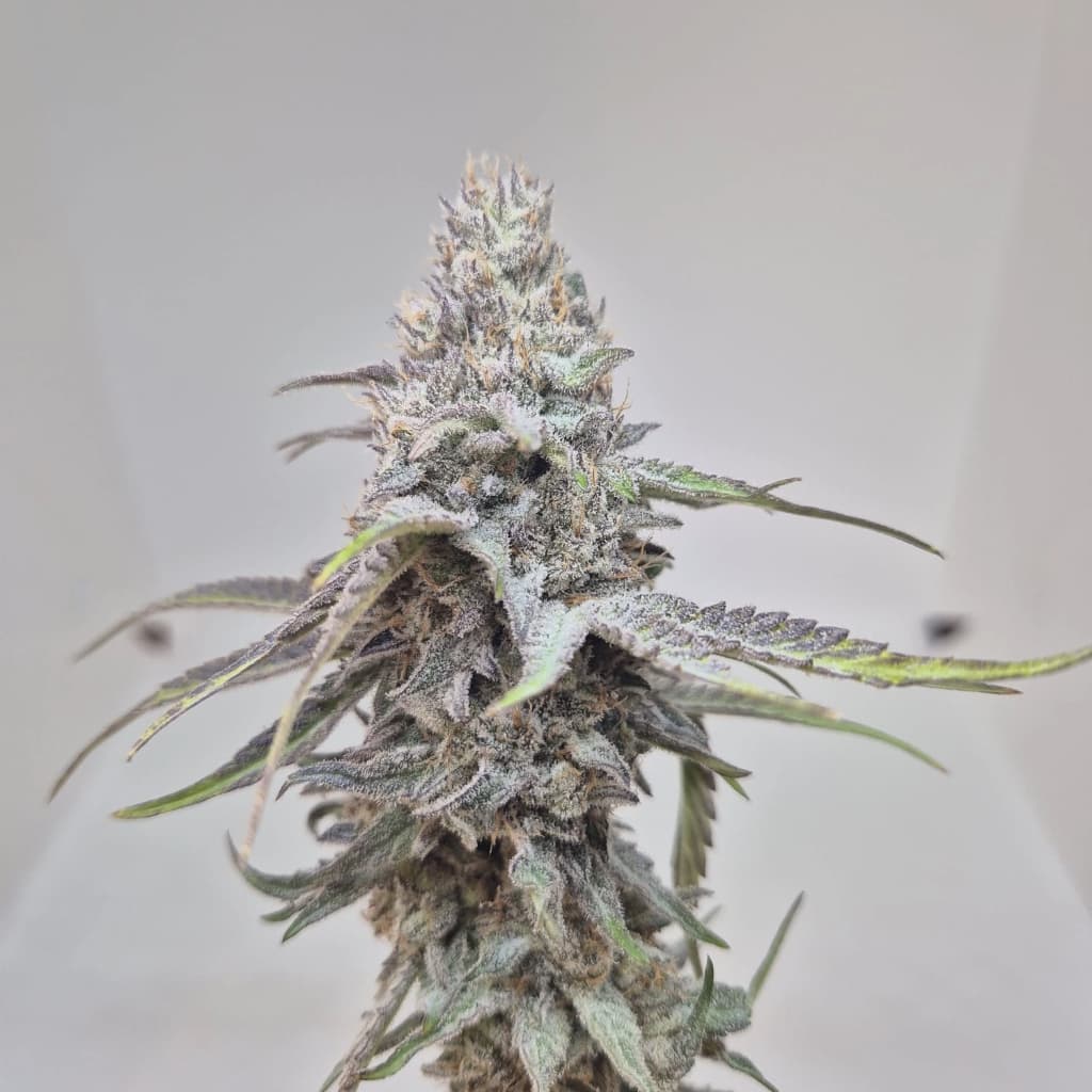 Blue Fruit - photo 2